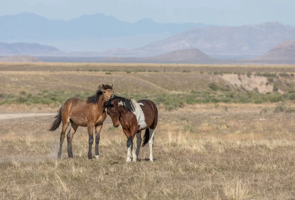Para Dzikich Ogierów Walczących Pustyni Utah — Zdjęcie stockowe