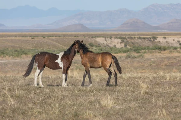 Uta çölünde savaşan bir çift vahşi at.
