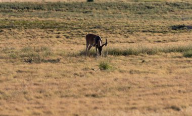 Yazın Colorado 'da beyaz kuyruklu geyik