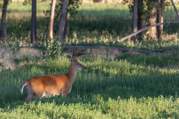 Mâle Queue Blanche Été Dans Colorado — Photo