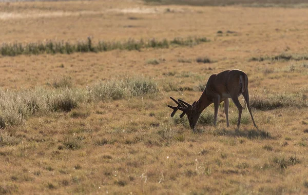 Dollaro Whitetail Estate Colorado — Foto Stock