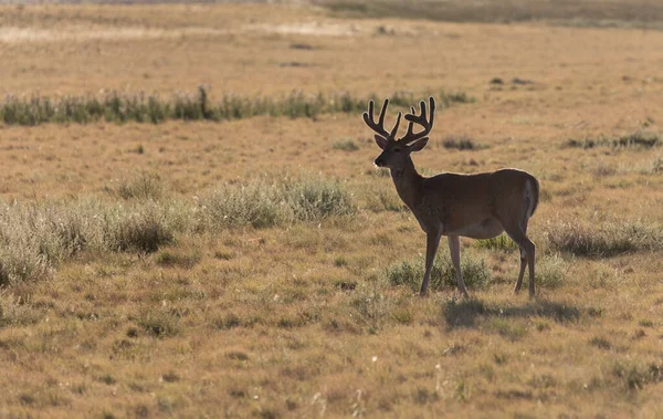 Whitetail Buck Latem Kolorado — Zdjęcie stockowe