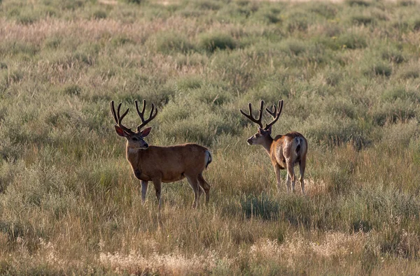 Mule Deer Bucks Velvet Summer Colorado — Stock Photo, Image