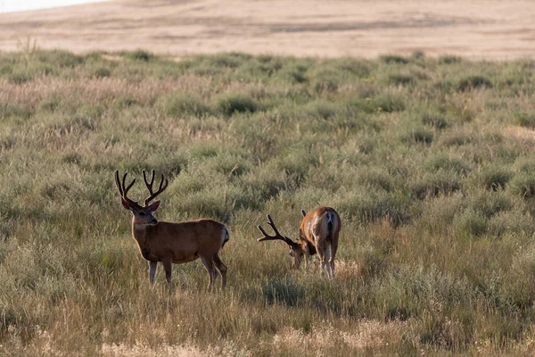 Ciervos Mula Terciopelo Verano Colorado — Foto de Stock