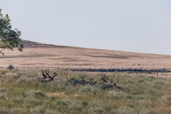 Ciervos Mula Terciopelo Verano Colorado —  Fotos de Stock