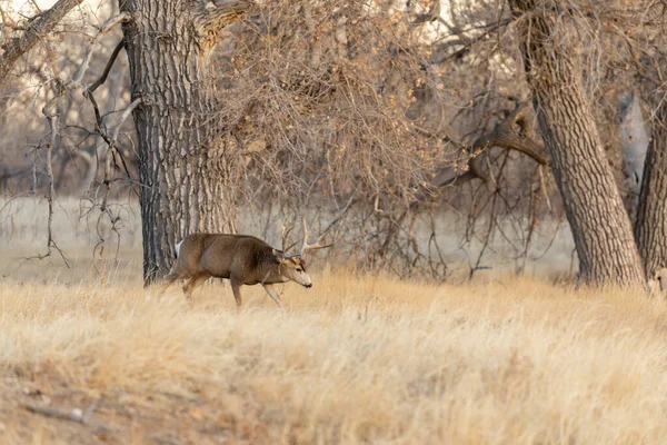 Cerf Mulet Buck Dans Colorado Pendant Ornière Automne — Photo