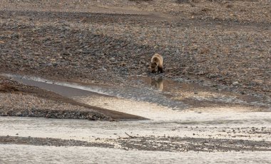 Alaska 'da sonbaharda nehir boyunca bir boz ayı.