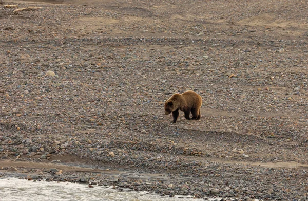 Grizzli Long Une Rivière Alaska Automne — Photo