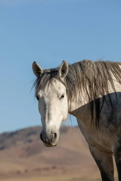 Een Prachtige Wilde Paard Hengst Het Voorjaar Utah Woestijn — Stockfoto