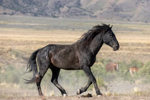 Vacker Vildhäst Hingst Våren Utah Öknen — Stockfoto