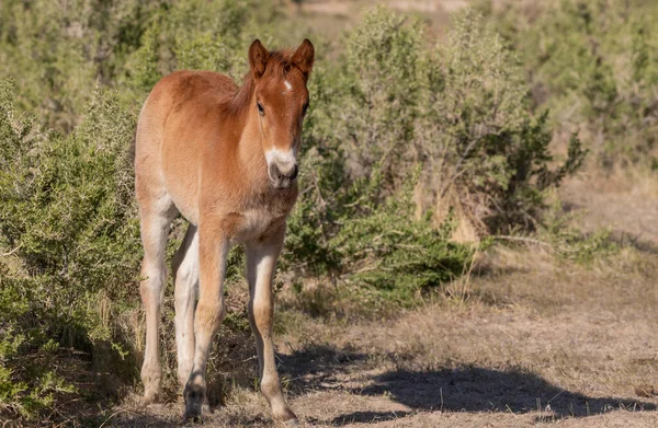 Cute Wild Horse Foal Utah Desert Spring — Stock Photo, Image