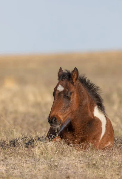 Potro Cavalo Selvagem Bonito Deserto Utah Primavera — Fotografia de Stock