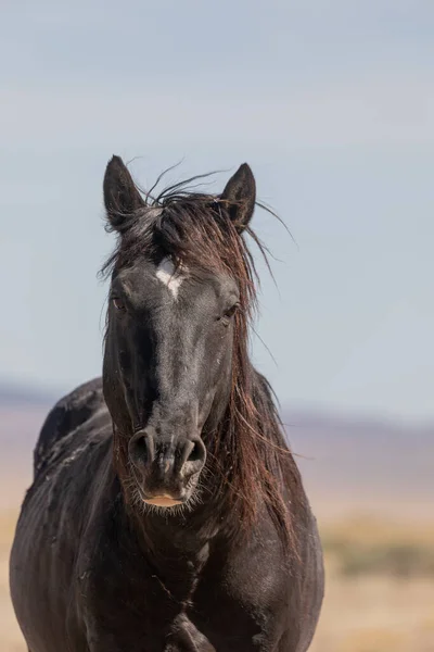 Een Prachtig Wild Paard Utah Woestijn — Stockfoto