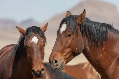 Baharda Utah çölünde güzel vahşi atlar