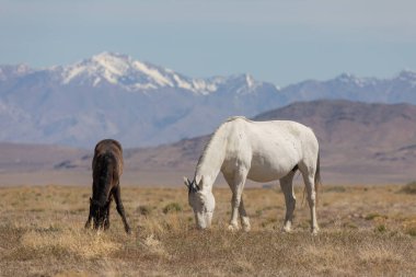 Baharda Utah çölünde güzel vahşi atlar
