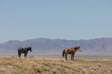 Baharda Utah çölünde güzel vahşi atlar