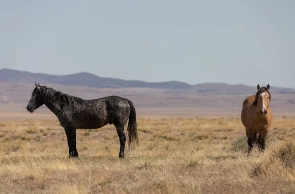 Piękne Dzikie Konie Wiosną Pustyni Utah — Zdjęcie stockowe