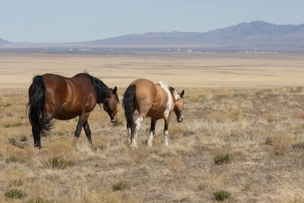 ユタ砂漠の春に美しい野生の馬 — ストック写真