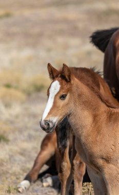 Utah Çölü 'nde baharda tatlı bir at yavrusu.