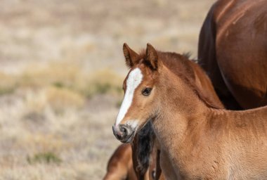 Utah Çölü 'nde baharda tatlı bir at yavrusu.