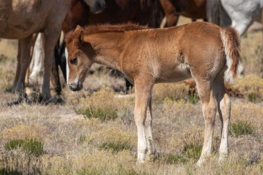 Utah Çölü 'nde baharda tatlı bir at yavrusu.