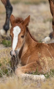 Utah Çölü 'nde baharda tatlı bir at yavrusu.