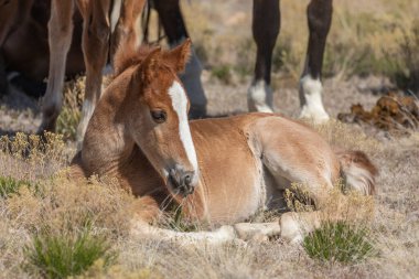 Utah Çölü 'nde baharda tatlı bir at yavrusu.