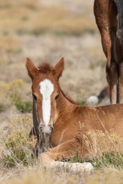 Utah Çölü 'nde baharda tatlı bir at yavrusu.