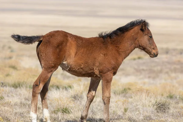 Potro Cavalo Selvagem Bonito Primavera Deserto Utah — Fotografia de Stock