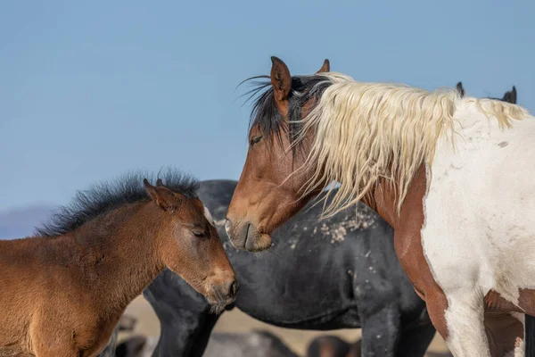 Wild Horse Mare Her Foal Spring Utah Desert — Stock Photo, Image