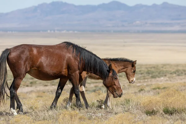 Wild Horse Mare Her Foal Spring Utah Desert — Stock Photo, Image