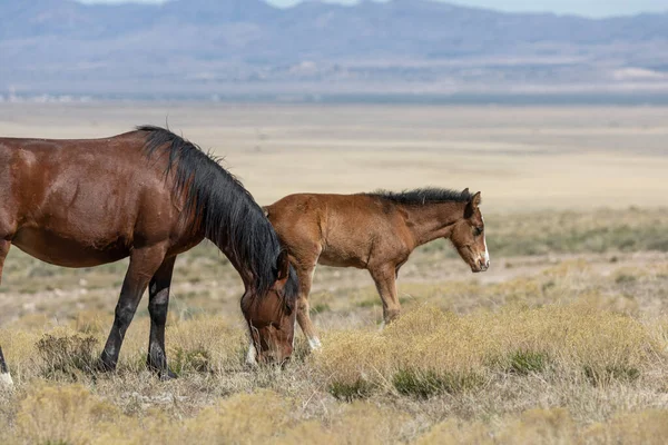 Wild Horse Mare Her Foal Spring Utah Desert — Stock Photo, Image