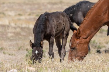 Baharda Utah çölünde tayıyla vahşi bir at kısrağı.