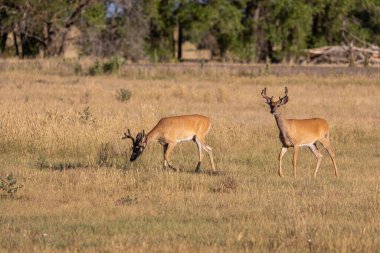 Yazın Colorado 'da kadifede beyaz kuyruklu geyik kakası.