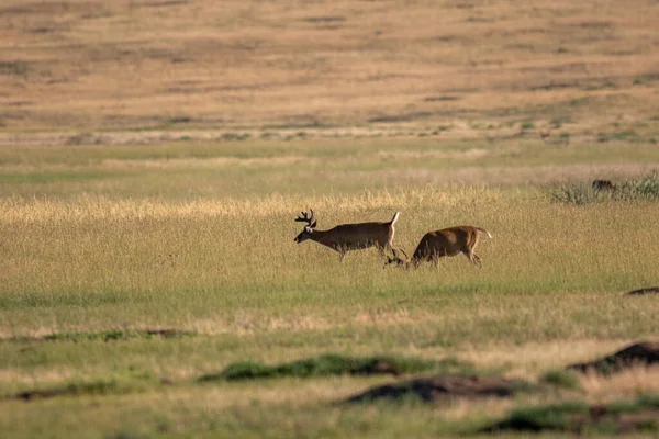 Apir Cervos Whitetail Dólares Veludo Verão Colorado — Fotografia de Stock