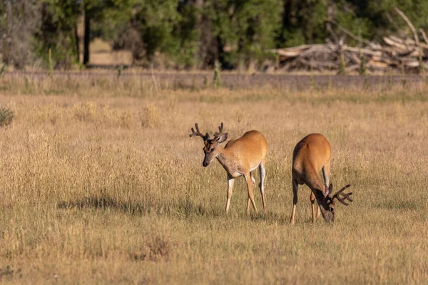Apir Whitetail Deer Bucks Velvet Summer Colorado — Stock Photo, Image