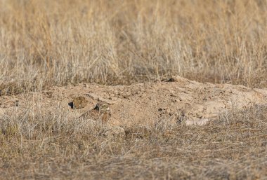 Utah çölünde baykuş yuvası