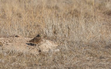 Utah çölünde baykuş yuvası