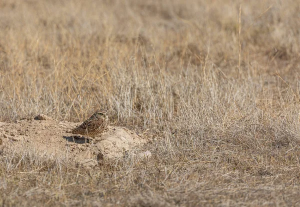 Utah çölünde baykuş yuvası