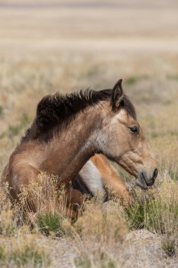 Baharda Utah çölünde vahşi bir at.