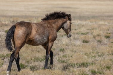 Baharda Utah çölünde vahşi bir at.