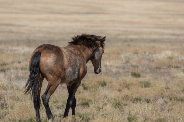 Baharda Utah çölünde vahşi bir at.