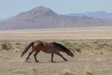 Baharda Utah çölünde vahşi bir at.