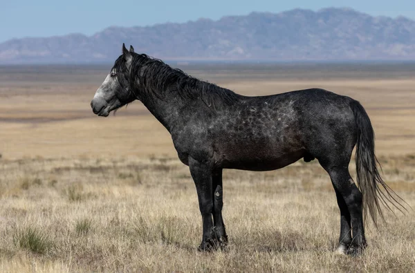 Caballo Salvaje Primavera Desierto Utah — Foto de Stock