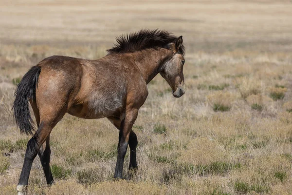 Baharda Utah çölünde vahşi bir at.