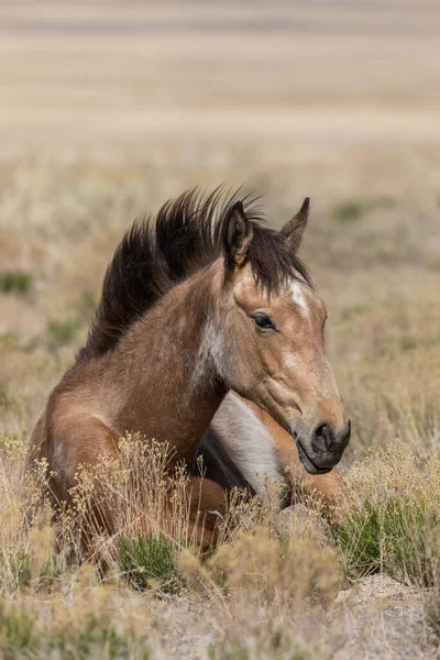 Baharda Utah çölünde vahşi bir at.