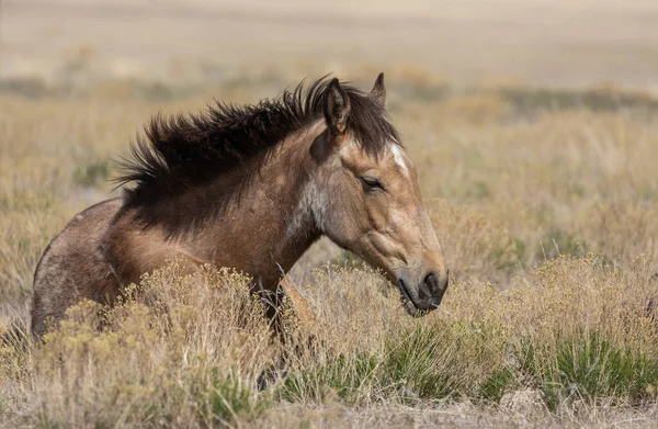 Caballo Salvaje Primavera Desierto Utah — Foto de Stock