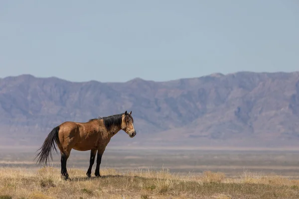 Caballo Salvaje Primavera Desierto Utah — Foto de Stock