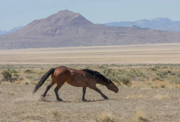 Baharda Utah çölünde vahşi bir at.