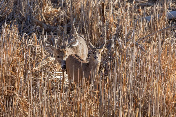 Una Coda Bianca Cervo Buck Doe Rutting Colorado Autunno — Foto Stock